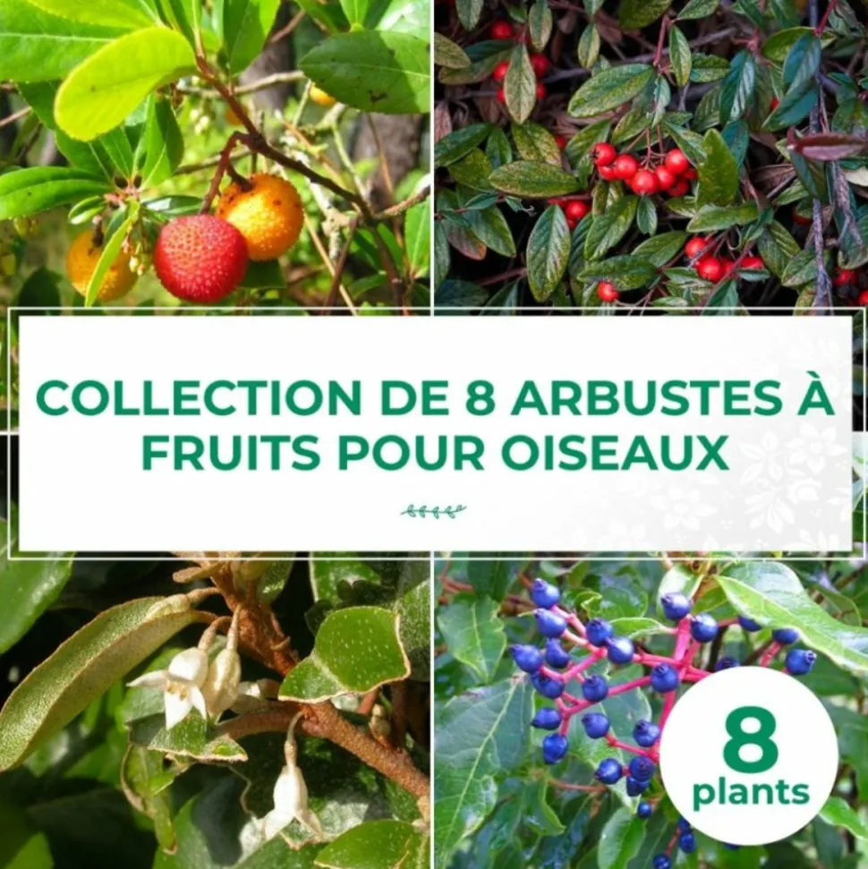 PÉPINIÈRES NAUDET - Collection 8 arbustes à fruits pour oiseaux