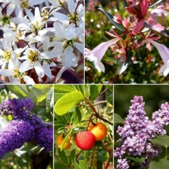 PÉPINIÈRES NAUDET - Collection 5 arbustes fleuris