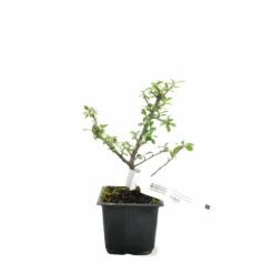 PÉPINIÈRES NAUDET - Cotoneaster de dammer 'skogholm' (cotoneaster dammeri 'skogholm')