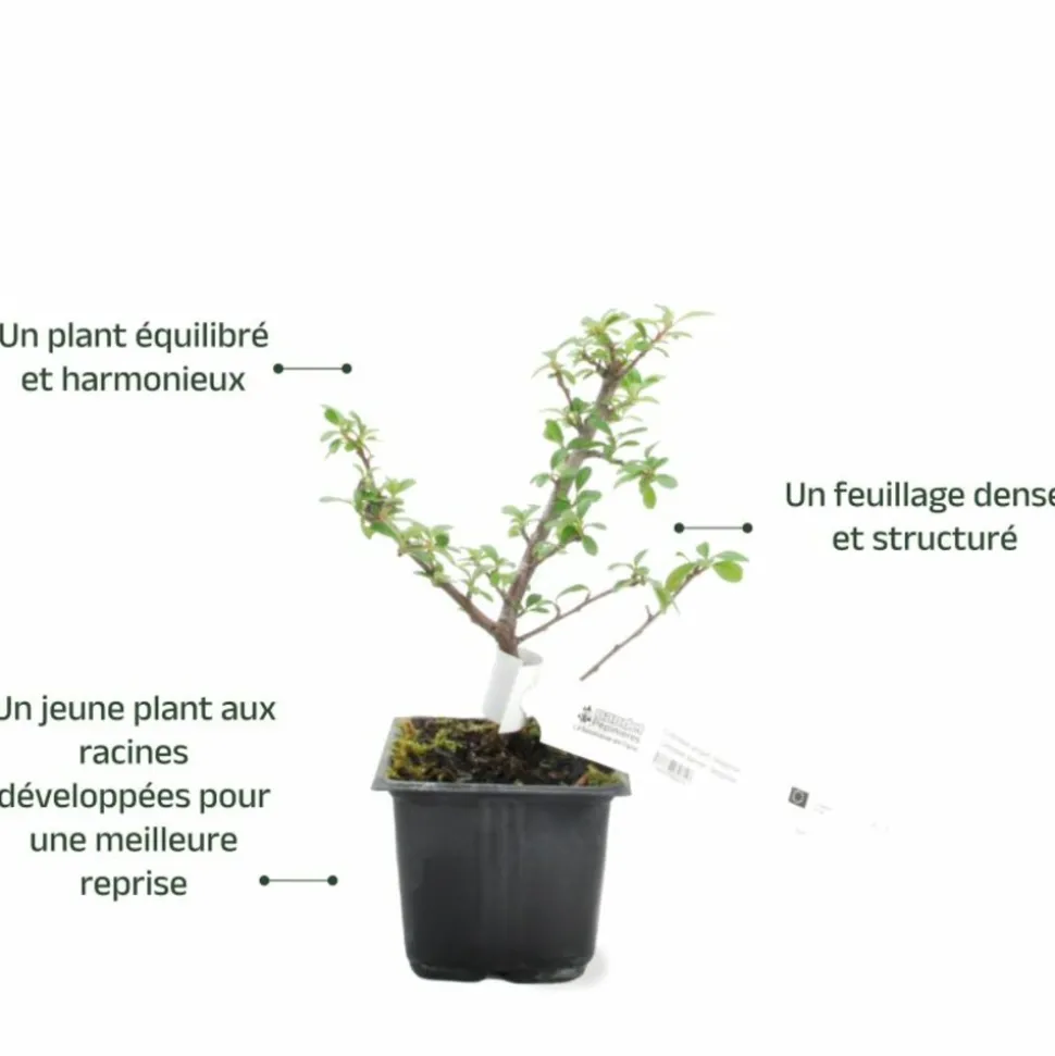 PÉPINIÈRES NAUDET - Cotoneaster de dammer 'skogholm' (cotoneaster dammeri 'skogholm')
