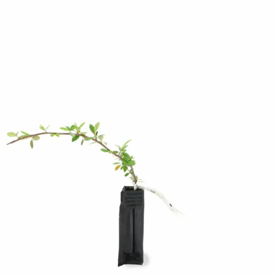 PÉPINIÈRES NAUDET - Cotoneaster laiteux (cotoneaster lacteus)