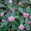 PÉPINIÈRES NAUDET - Daphné odorant 'aureomarginata' (daphne odora 'aureomarginata')