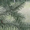 PÉPINIÈRES NAUDET - Douglas vert (pseudotsuga menziesii) - godet - taille 20/40cm