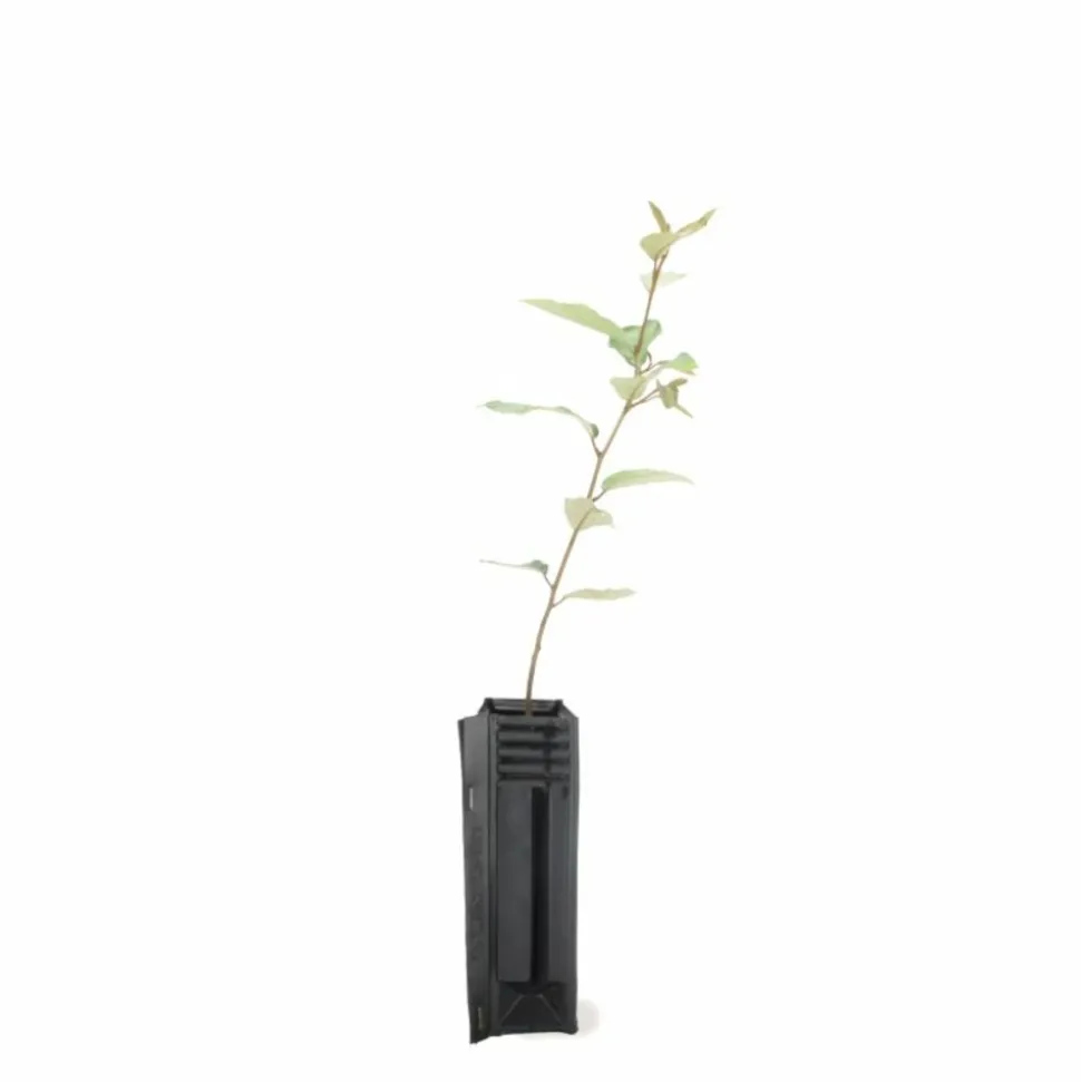 PÉPINIÈRES NAUDET - Elaeagnus (elaeagnus ebbingei)
