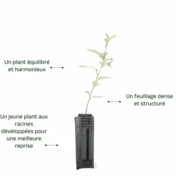 PÉPINIÈRES NAUDET - Elaeagnus (elaeagnus ebbingei)