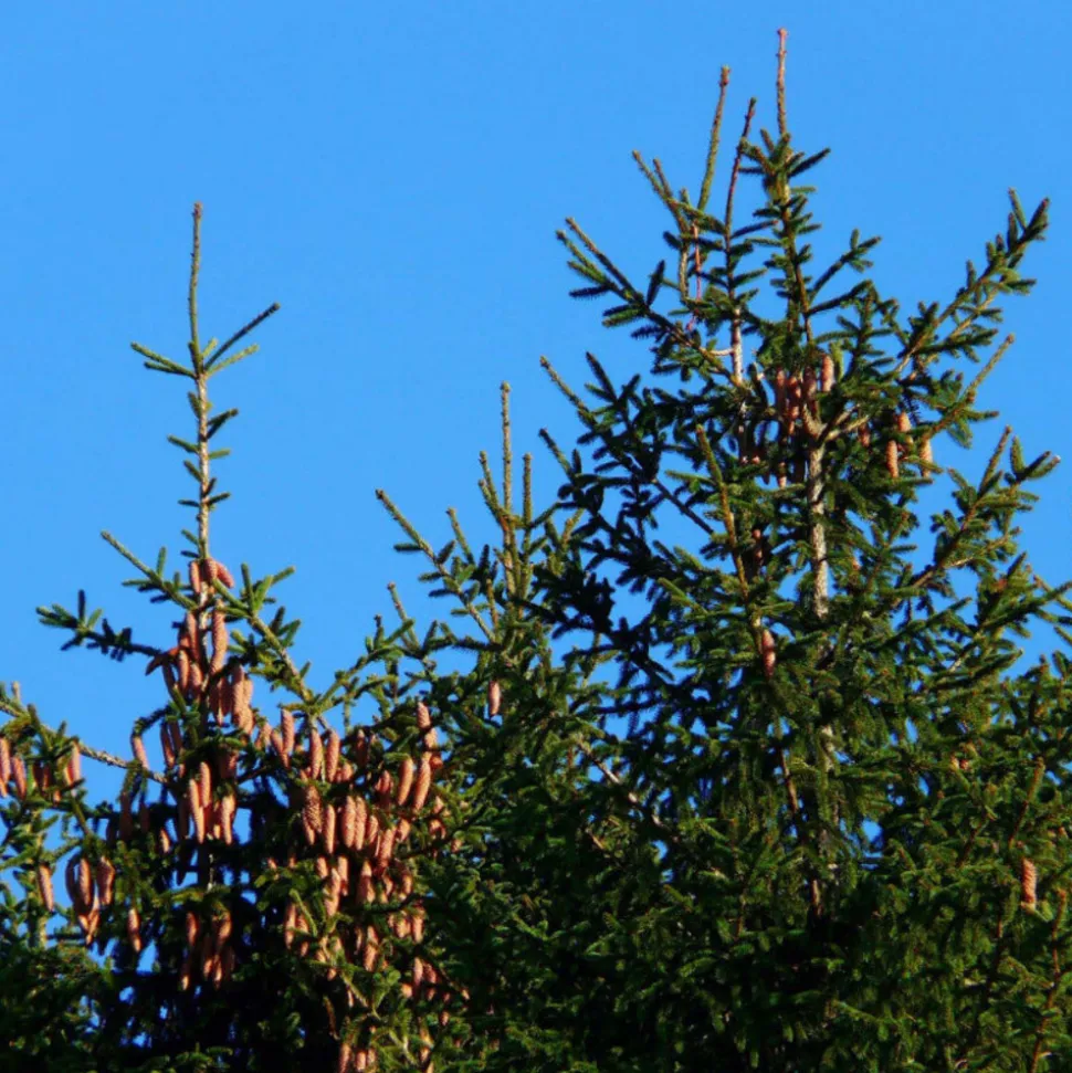 PÉPINIÈRES NAUDET - Epicéa commun (picea abies) - godet - taille 20/40cm