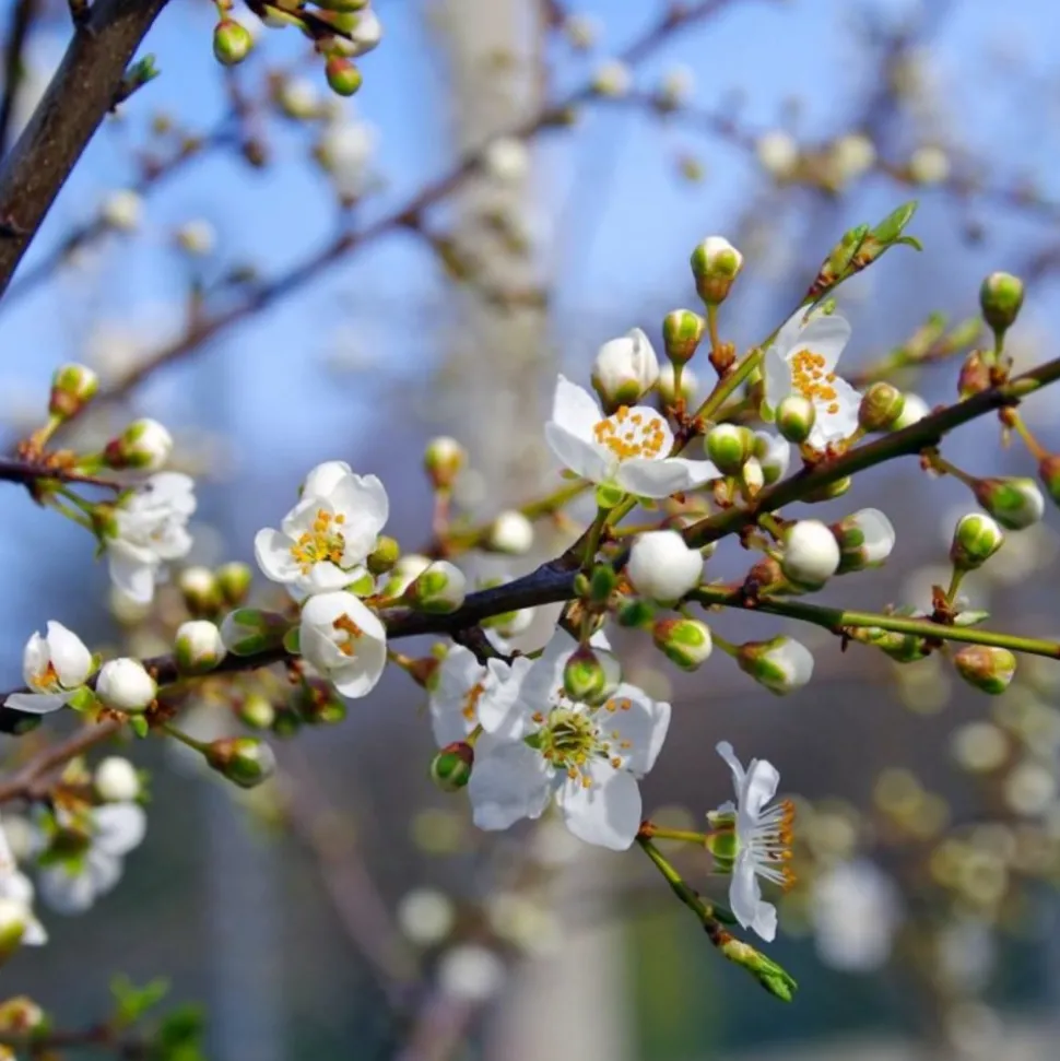 PÉPINIÈRES NAUDET - Epine noire ou prunellier (prunus spinosa)