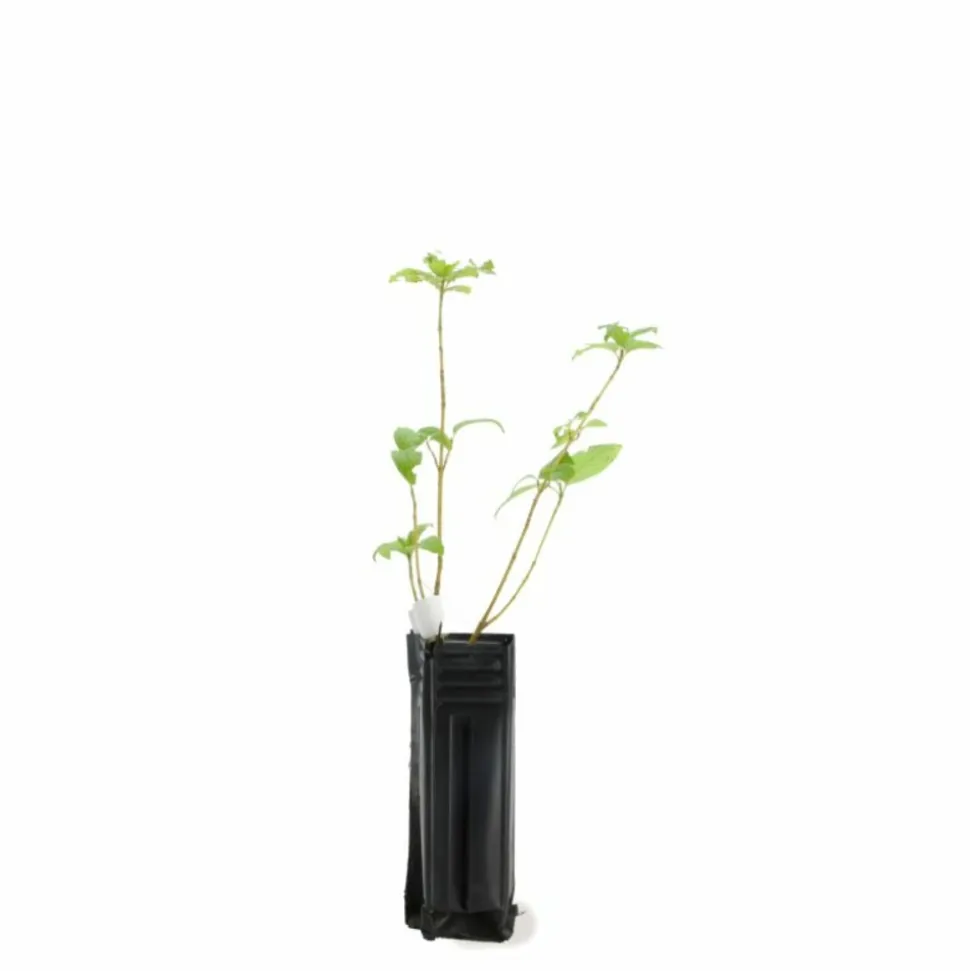 PÉPINIÈRES NAUDET - Epine noire ou prunellier (prunus spinosa)