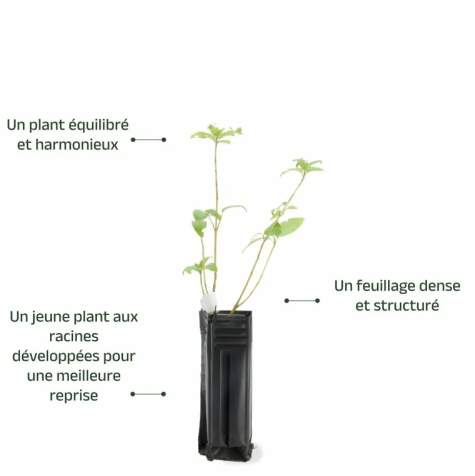 PÉPINIÈRES NAUDET - Epine noire ou prunellier (prunus spinosa)