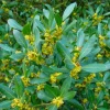 PÉPINIÈRES NAUDET - Filaire à feuilles larges (phillyrea latifolia)