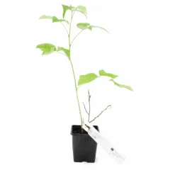 PÉPINIÈRES NAUDET - Framboisier 'meeker' bio (rubus idaeus 'meeker')