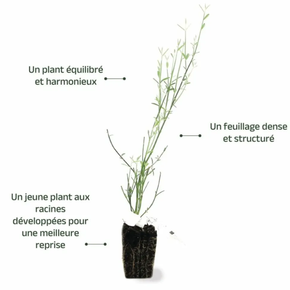 PÉPINIÈRES NAUDET - Genêt d'espagne (spartium junceum)