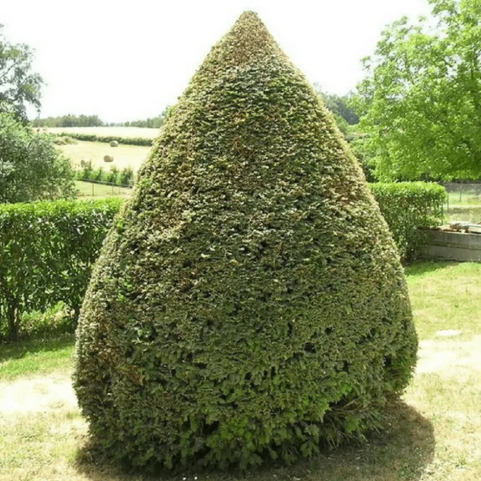 PÉPINIÈRES NAUDET - If commun (taxus baccata) - godet - taille 13/25cm
