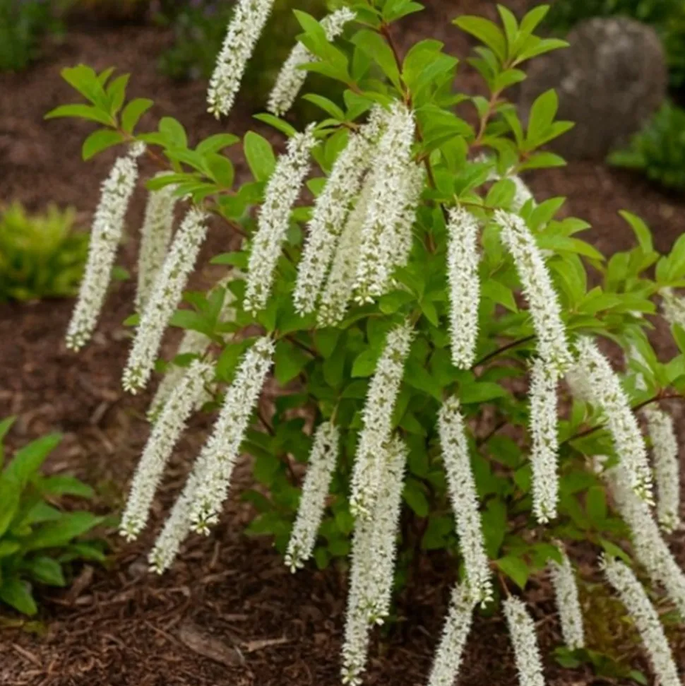 PÉPINIÈRES NAUDET - Itéa de virginie 'henry's garnet' (itea virginica 'henry's garnet')