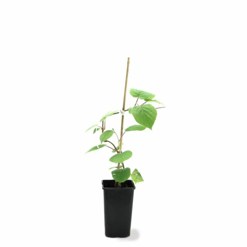 PÉPINIÈRES NAUDET - Kiwi autofertile 'jenny' (actinidia deliciosa 'jenny')