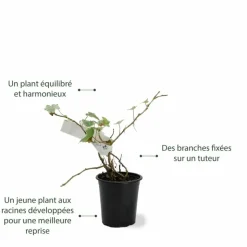 PÉPINIÈRES NAUDET - Lierre des bois 'glacier' (hedera helix 'glacier')
