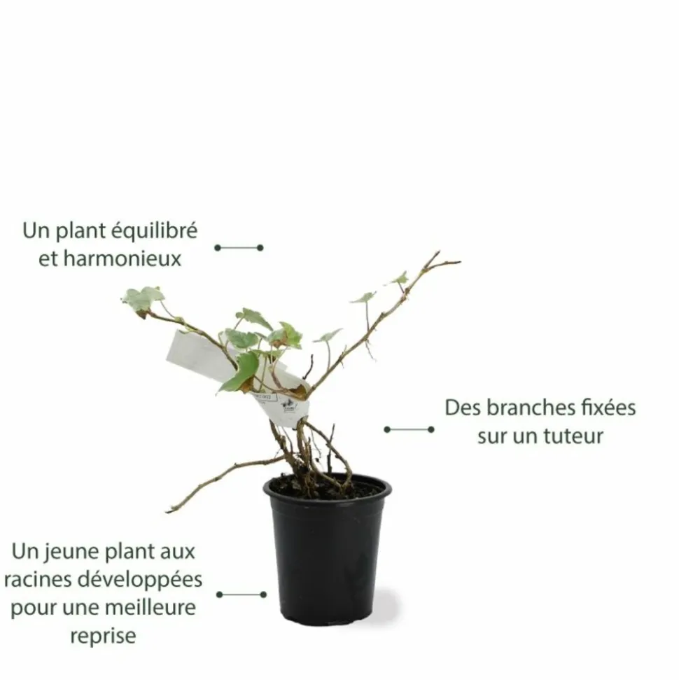 PÉPINIÈRES NAUDET - Lierre des bois 'glacier' (hedera helix 'glacier')
