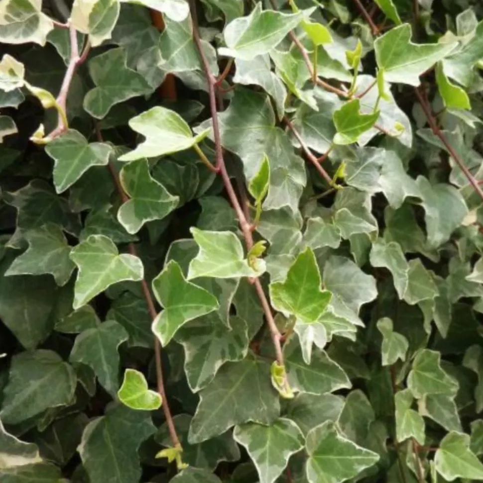 PÉPINIÈRES NAUDET - Lierre des bois 'glacier' (hedera helix 'glacier')