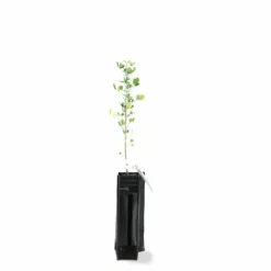 PÉPINIÈRES NAUDET - Luzerne arborescente (medicago arborea)