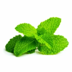 PÉPINIÈRES NAUDET - Menthe verte (mentha spicata)