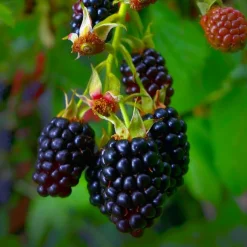 PÉPINIÈRES NAUDET - Mûre 'thornfree' (rubus fruticosus 'thornfree')