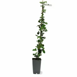 PÉPINIÈRES NAUDET - Mûre 'thornfree' (rubus fruticosus 'thornfree')