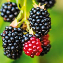 PÉPINIÈRES NAUDET - Mûre 'triple crown' (rubus fruticosus 'triple crown')