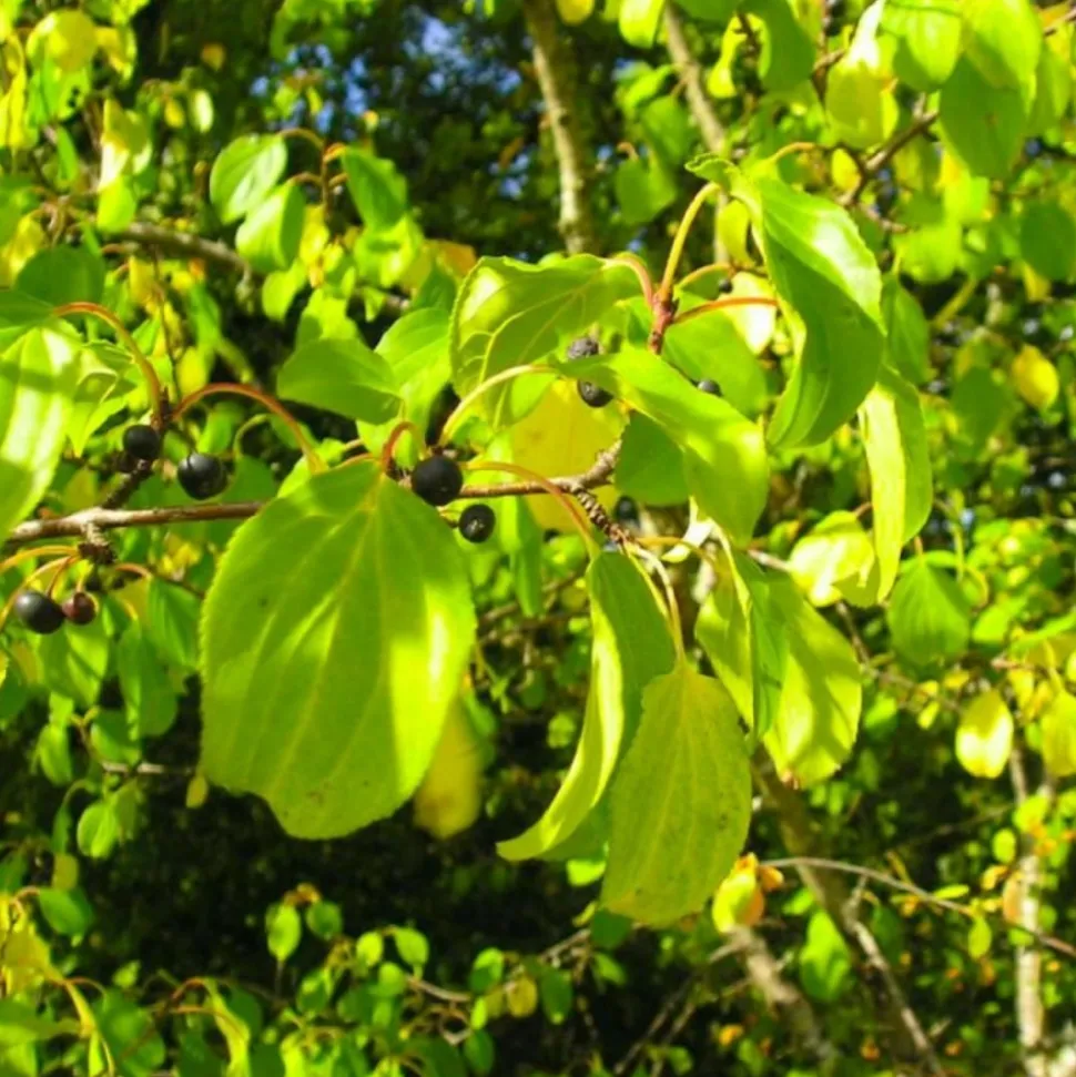 PÉPINIÈRES NAUDET - Nerprun purgatif (rhamnus cathartica)