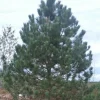 PÉPINIÈRES NAUDET - Pin laricio de calabre (pinus nigra calabrica) - godet - taille 20/40cm