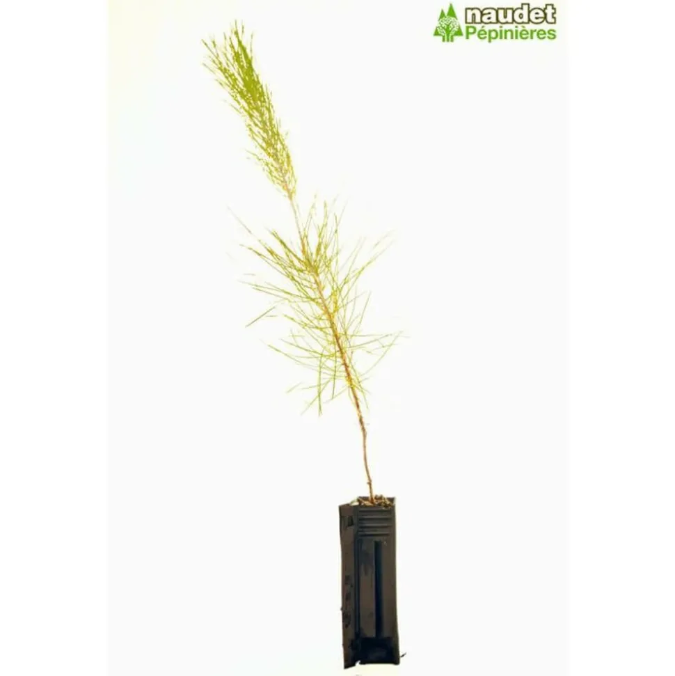 PÉPINIÈRES NAUDET - Pin maritime (pinus pinaster) - godet - taille 20/40cm