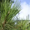 PÉPINIÈRES NAUDET - Pin sylvestre (pinus sylvestris) - godet - taille 13/25cm