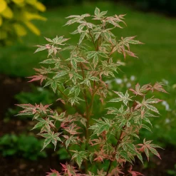 PÉPINIÈRES NAUDET - Érable du japon 'butterfly' (acer palmatum 'butterfly')