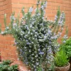 PÉPINIÈRES NAUDET - Romarin couvre-sol (rosmarinus officinalis 'prostratus')