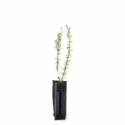 PÉPINIÈRES NAUDET - Romarin couvre-sol (rosmarinus officinalis 'prostratus')