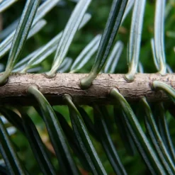 PÉPINIÈRES NAUDET - Sapin pectiné (abies alba) - godet - taille 13/25cm