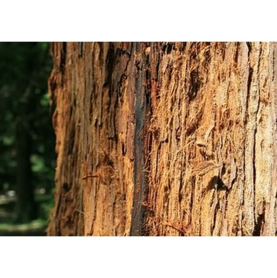 PÉPINIÈRES NAUDET - Séquoia toujours vert (sequoia sempervirens) - godet - taille 20/40cm