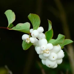 PÉPINIÈRES NAUDET - Symphorine 'white edge' (symphoricarpos doorenbosii 'white hedge')
