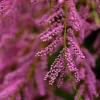 PÉPINIÈRES NAUDET - Tamaris de printemps (tamarix tetrandra 'africana')