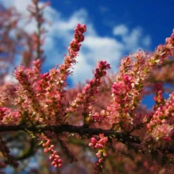 PÉPINIÈRES NAUDET - Tamaris d'été (tamarix ramosissima)