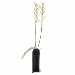 PÉPINIÈRES NAUDET - Tamaris d'été (tamarix ramosissima)