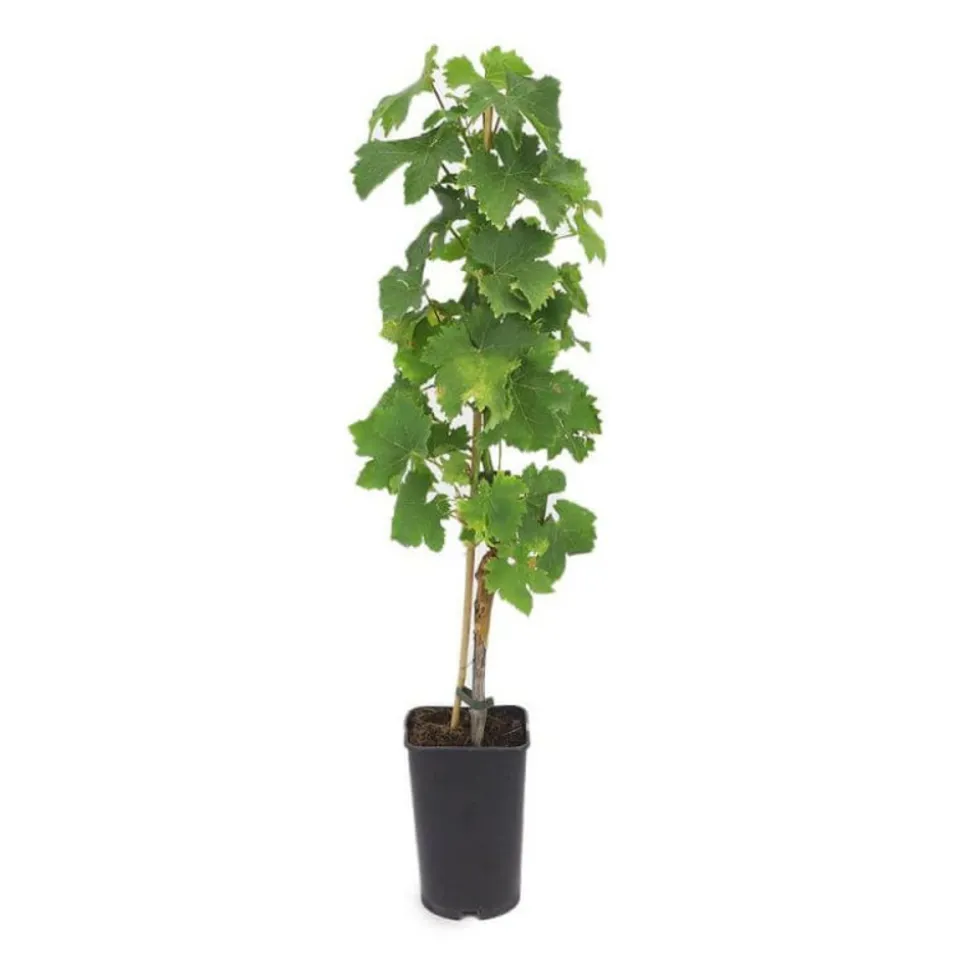PÉPINIÈRES NAUDET - Vigne 'muscat d'alexandrie' (vitis vinifera 'muscat d'alexandrie')