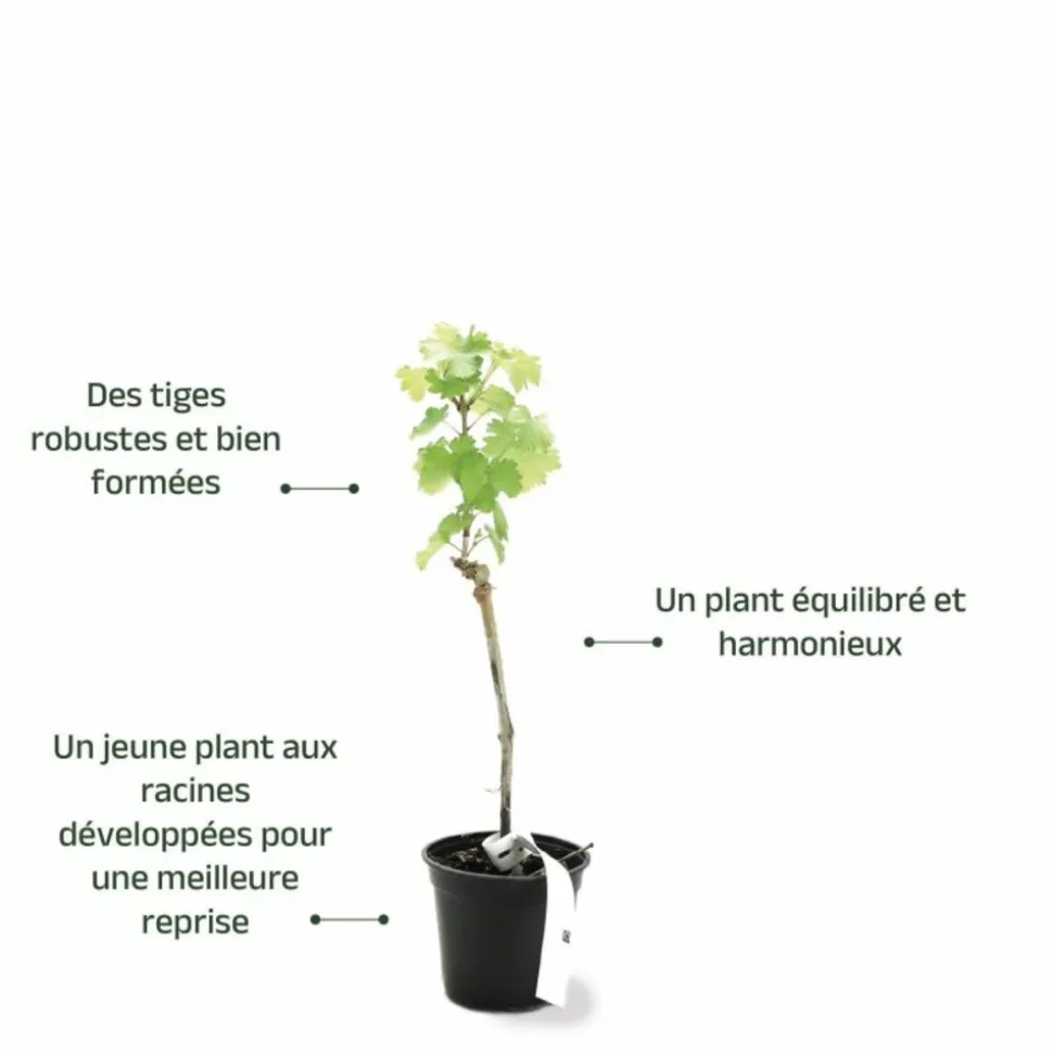 PÉPINIÈRES NAUDET - Vigne 'sauvignon blanc' (vitis vinifera 'sauvignon blanc' )