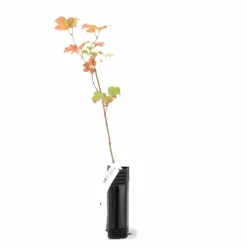 PÉPINIÈRES NAUDET - Viorne obier (viburnum opulus)