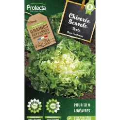 PROTECTA - Graines paysannes - chicorée scarole verte à cœur plein