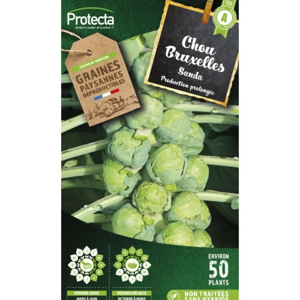 PROTECTA - Graines paysannes - chou de bruxelles sanda