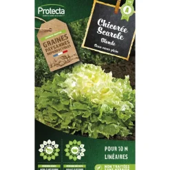 PROTECTA - Graines paysannes - chicorée scarole blonde à cœur plein