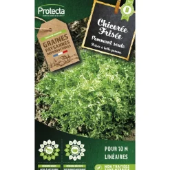 PROTECTA - Graines paysannes - chicorée frisée grosse pommant seule