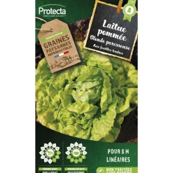 PROTECTA - Graines paysannes - laitue grosse blonde paresseuse