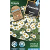 PROTECTA - Graines paysannes - camomille romaine