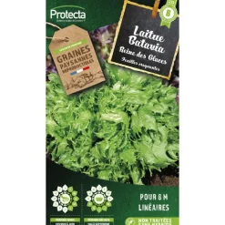 PROTECTA - Graines paysannes - laitue batavia reine des glaces